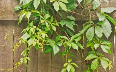 The best and worst climbing plants for a fence