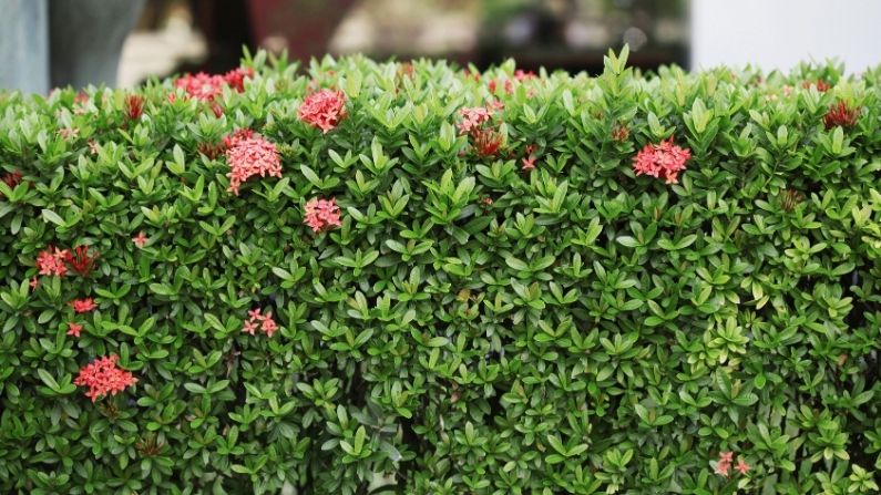 hedges