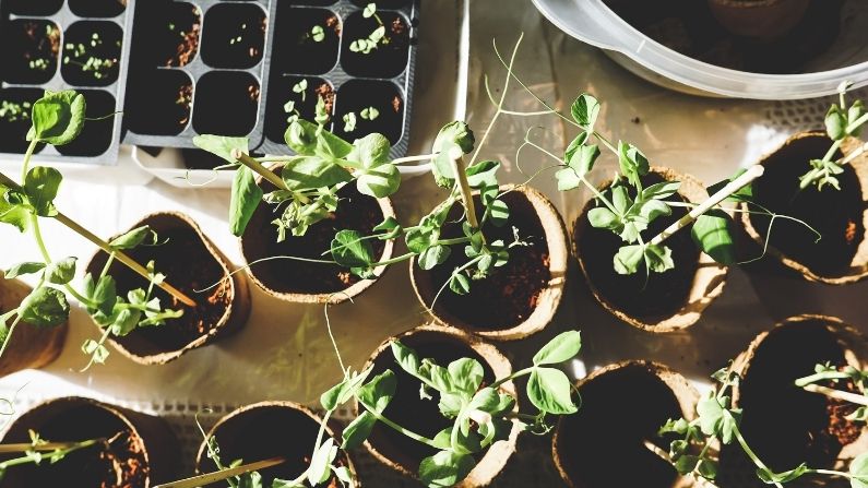 Gardening Tips