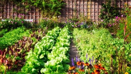 veggie garden