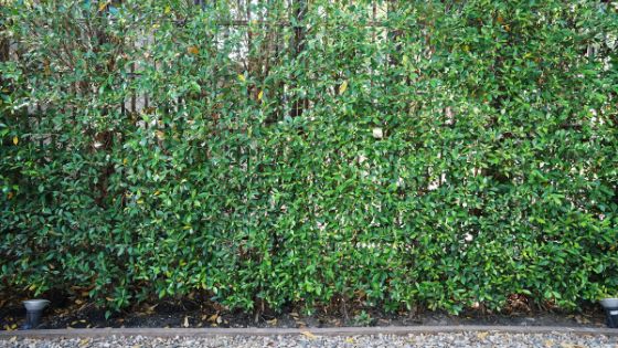 10 fast growing plants for privacy